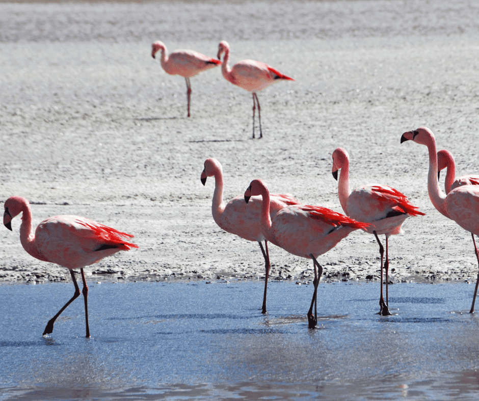 Gard : l’association ‘La Camargue à l’Unesco’ interpelle les pouvoirs publics