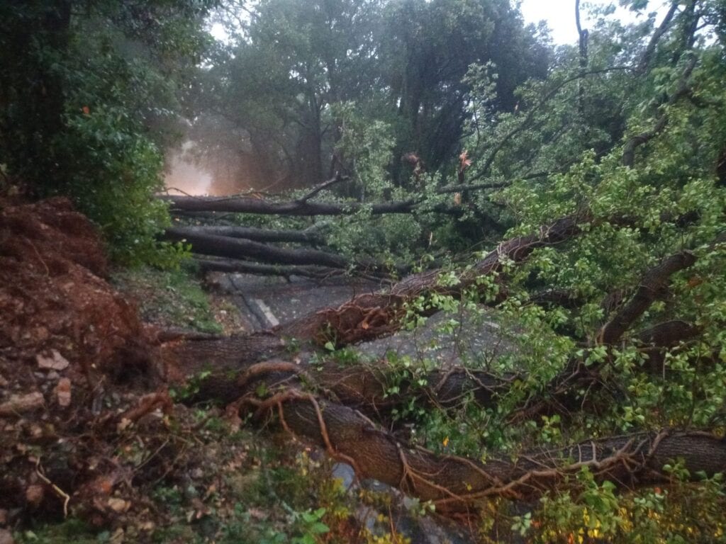 Gard : arbres couchés suite aux orages, des routes coupées ce samedi matin