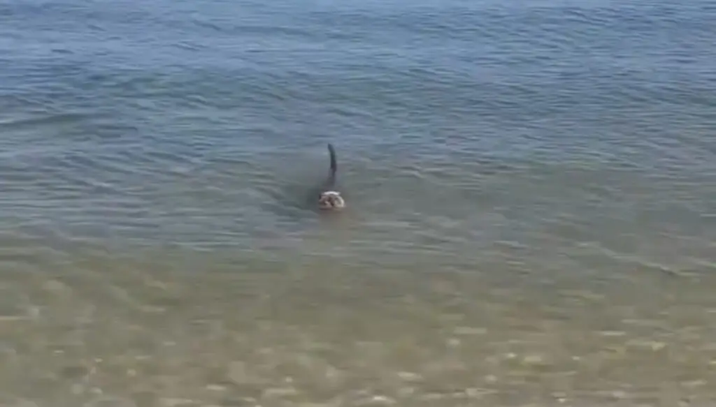 La vidéo d’un requin-chat aperçu à La Grande-Motte devient virale !
