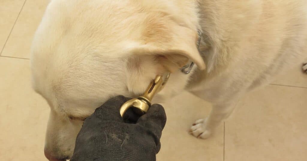 Perpignan : un faux camion de la SPA dérobe les chiens à leurs propriétaires