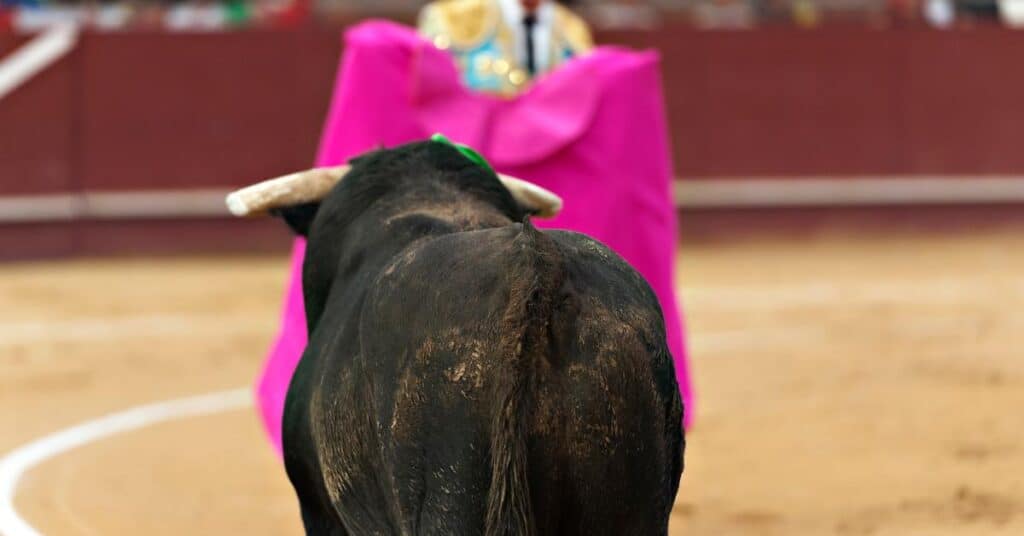 Hérault : corrida interdite à Pérols, le maire s’oppose et fait appel