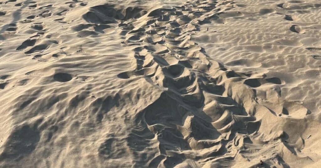 Hérault : une tortue caouanne a-t-elle pondu sur une plage du Cap d’Agde ?