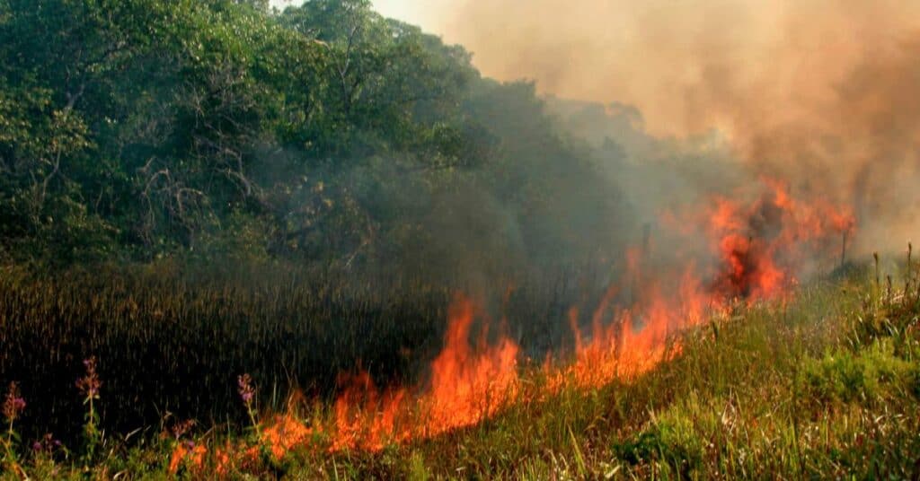 Hérault : malgré les pluies, le risque incendie reste élevé sur une partie du département