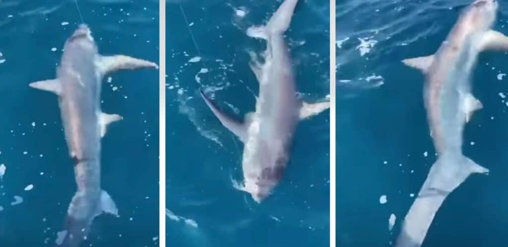 Hérault : pensant pêcher un thon… il attrape un requin de 4 mètres