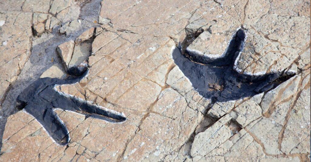 Lozère : 79 empreintes de dinosaures vieilles de 200 millions d’années découvertes