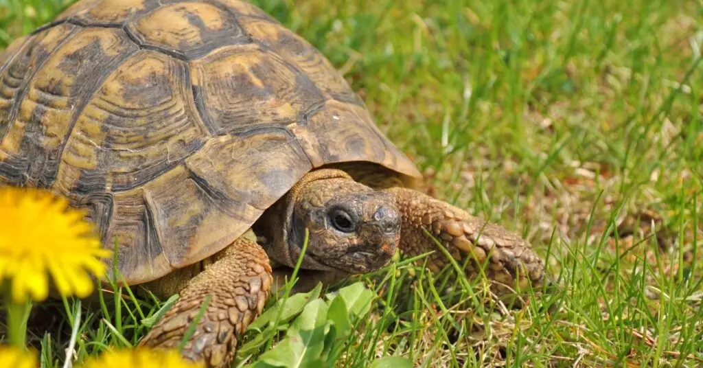 Pyrénées-Orientales : déclarée éteinte depuis 36 ans, une espèce de tortue refait surface
