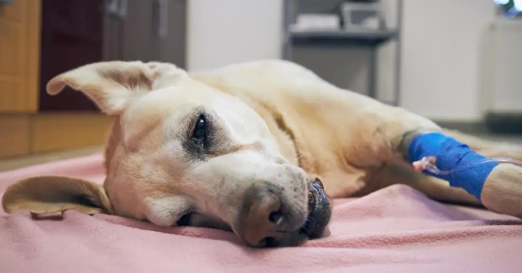 Hérault : un nouveau chien mort intoxiqué par des cyanobactéries à Pérols