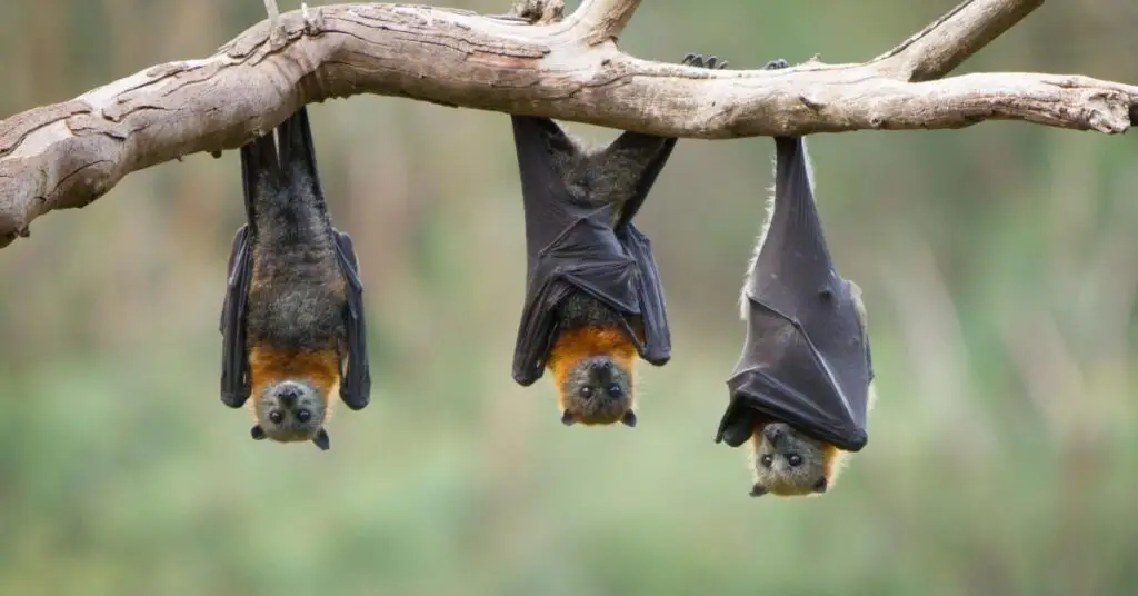 Hérault : Nuit internationale de la chauve-souris à Pézenas, venez les observer