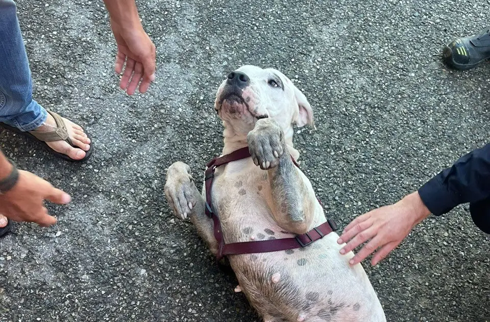 Gard  : 3 chiens coincés dans une roubine finalement sauvés par les pompiers