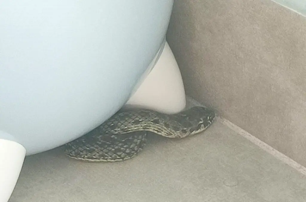 Insolite : une couleuvre trouvée dans la maison d’un Gardois