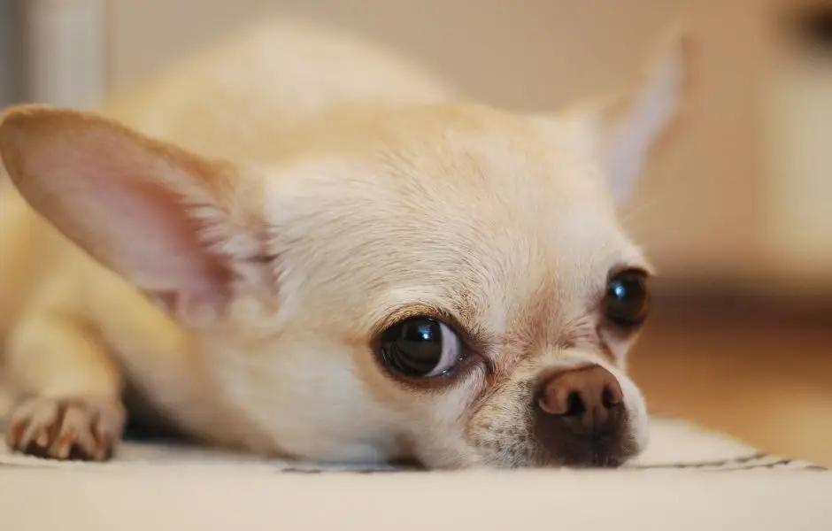 Hérault : un american staff tue un chihuahua à Lunel