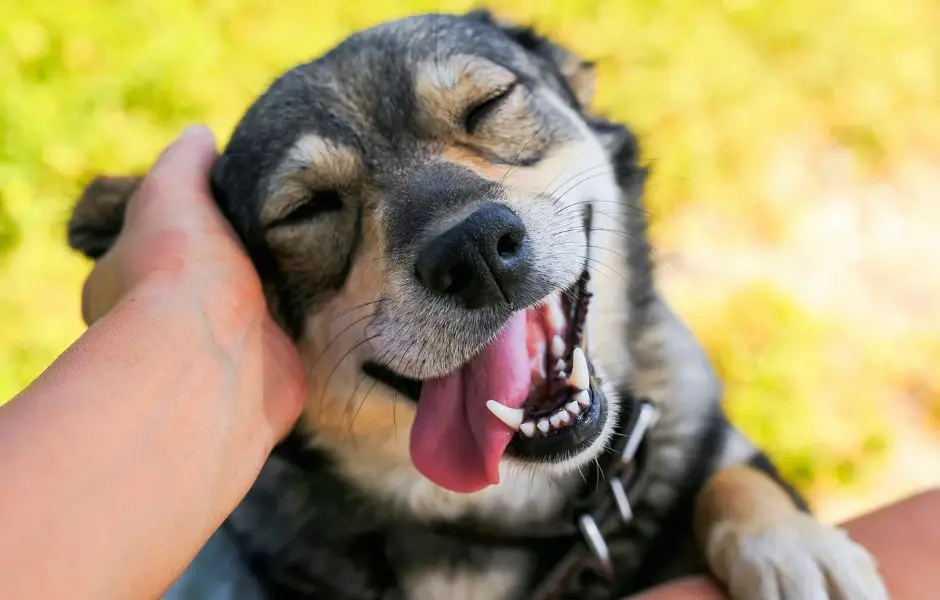 Montpellier : cause animale, 20 associations se réunissent ce samedi
