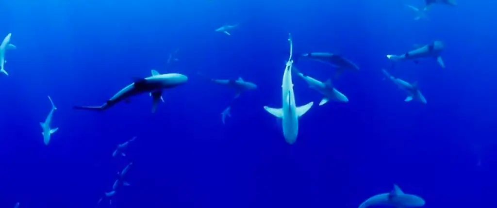 Pyrénées-Orientales : « Splash Lab », une sensibilisation à la fragilité des océans
