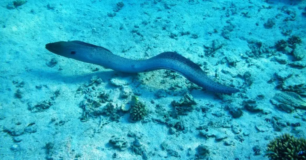 Hérault : les Pescalunades de Lunel, le nouveau rendez-vous maritime