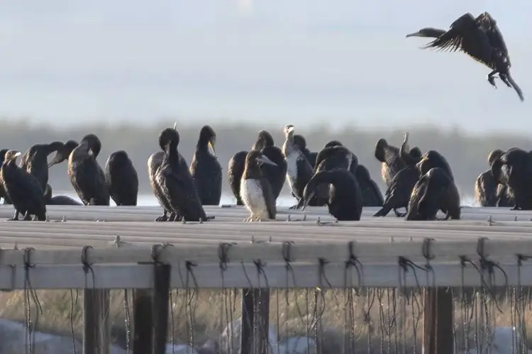 Hérault : une espèce d’oiseau rare observée à Palavas-les-Flots
