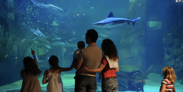 Gard : des vacances de la Toussaint chargées au Seaquarium du Grau-du-Roi