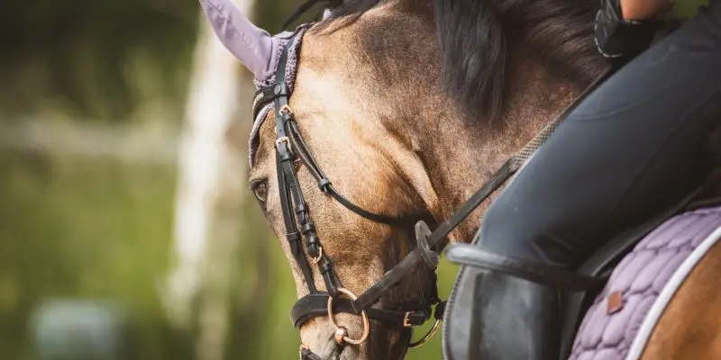 Lot-et-Garonne : une cavalière agressée, son cheval tué de plusieurs coups de couteau