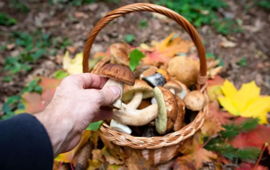 Il tombe sur un cadavre lors de sa cueillette de champignons