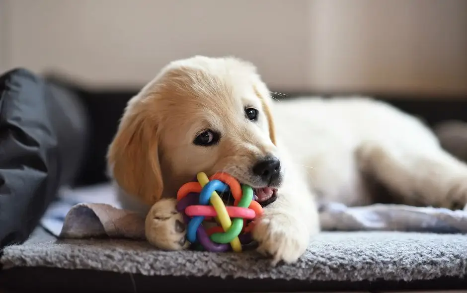 Montpellier : la Ville poursuit ses séances gratuites d’éducation canine collectives