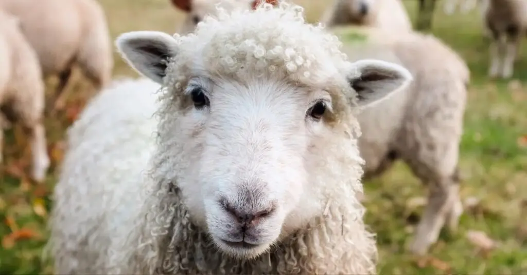 Hérault : fièvre catarrhale ovine et maladie hémorragique épizootique, le préfet fait le point