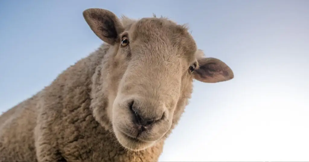 Hérault : la fièvre catarrhale ovine continue de progresser dans le département