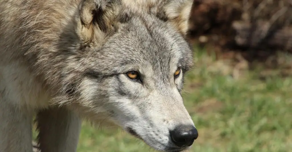 Hérault : loups sur le territoire, quelles solutions ?