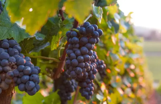 Gard : arrachage des vignes, le dispositif ouvre ce mardi 15 octobre
