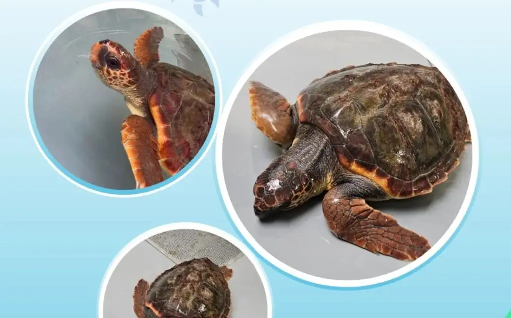 Gard : une nouvelle tortue caouanne rejoint le centre de soins CestMed