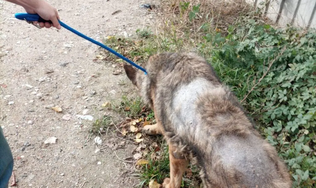 Pyrénées-Orientales : attaché depuis des années, un chien servait d’alarme