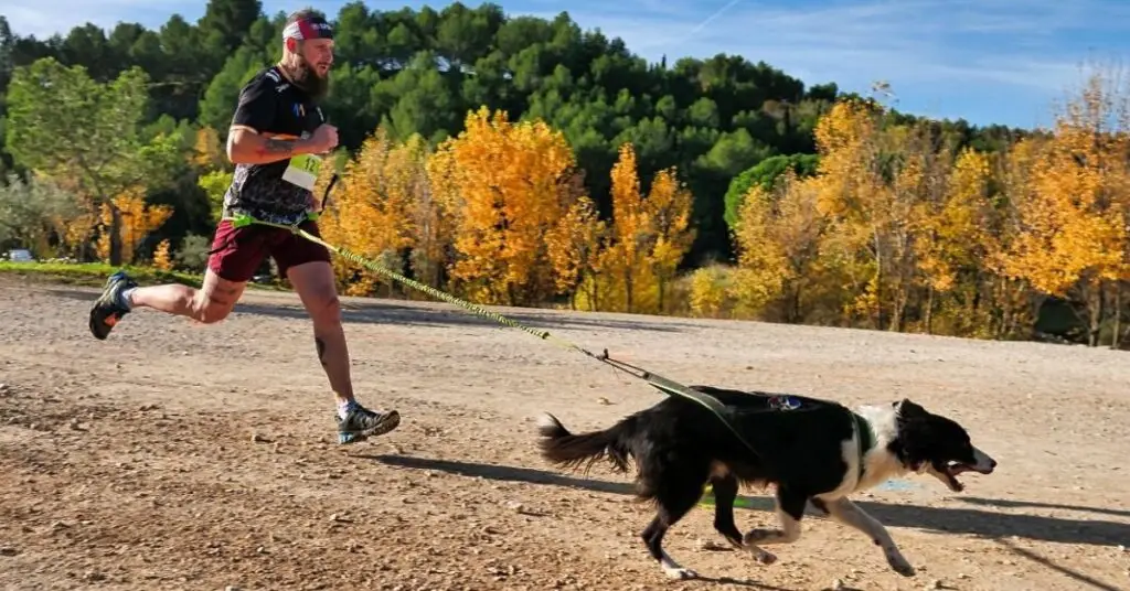 Hérault : les Foulées de la Solidarité, une course caritative ouverte à tous, même aux chiens