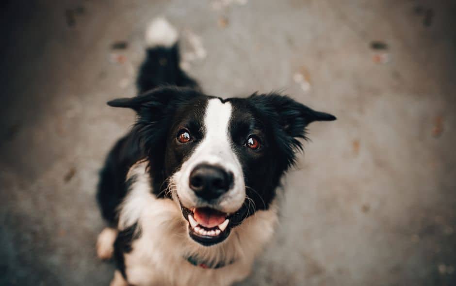 Gard : l’Association de protection des animaux de Saint-Gilles a besoin de vous
