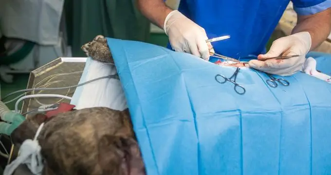 À Alès dans le Gard, un homme tire sur les chiens de son voisin, un animal euthanasié