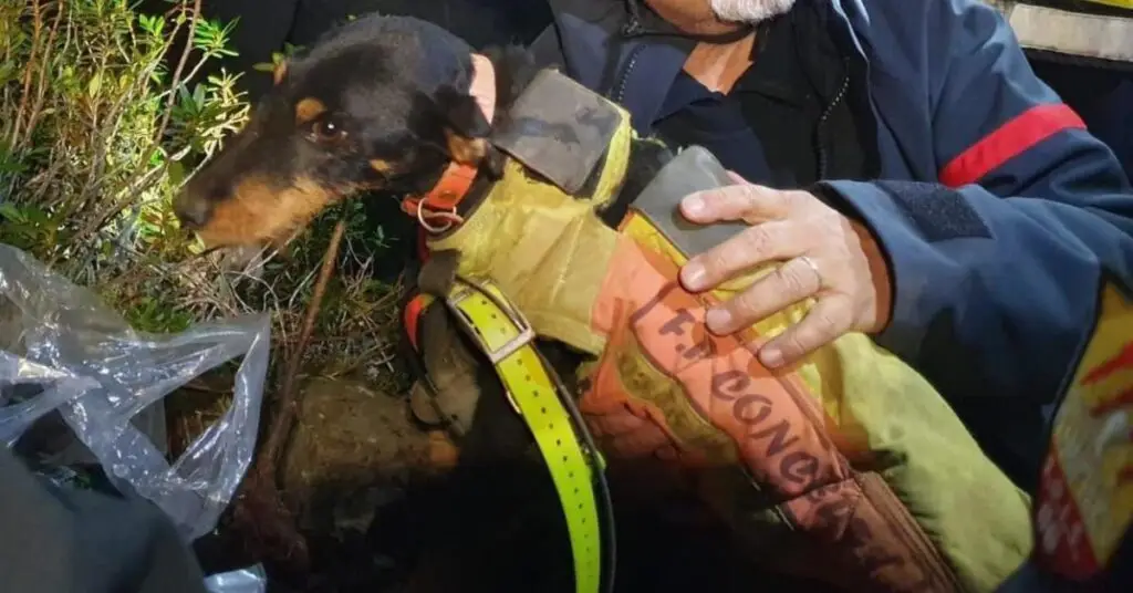 Pyrénées-Orientales : les pompiers sauvent un chien pris au piège 72 heures dans une cavité