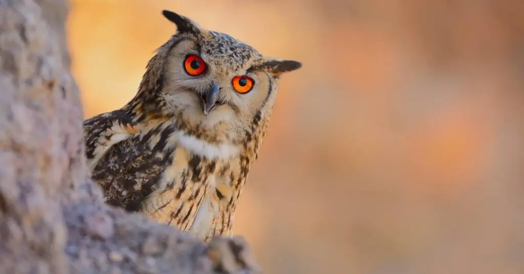 Lot : les pompiers sauvent un hibou grand-duc pris au piège dans une cheminée
