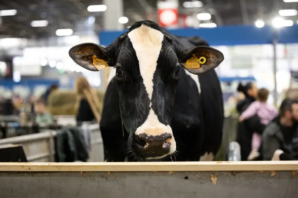 Gers : pourquoi le Département renonce au Salon de l’agriculture 2025