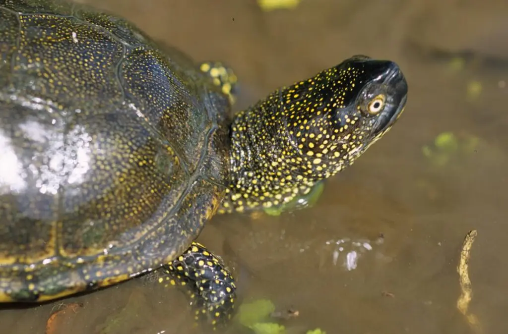 Gers : une « zone de quiétude » pour préserver la tortue Cistude d’Europe