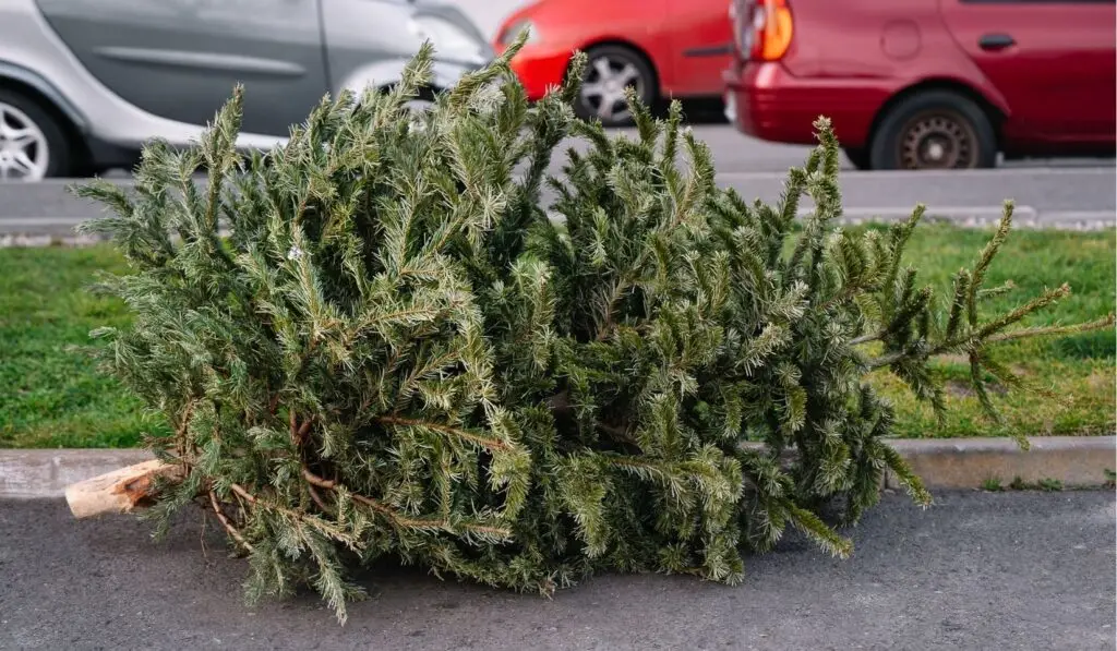Nîmes Métropole : où jeter votre sapin de Noël ?