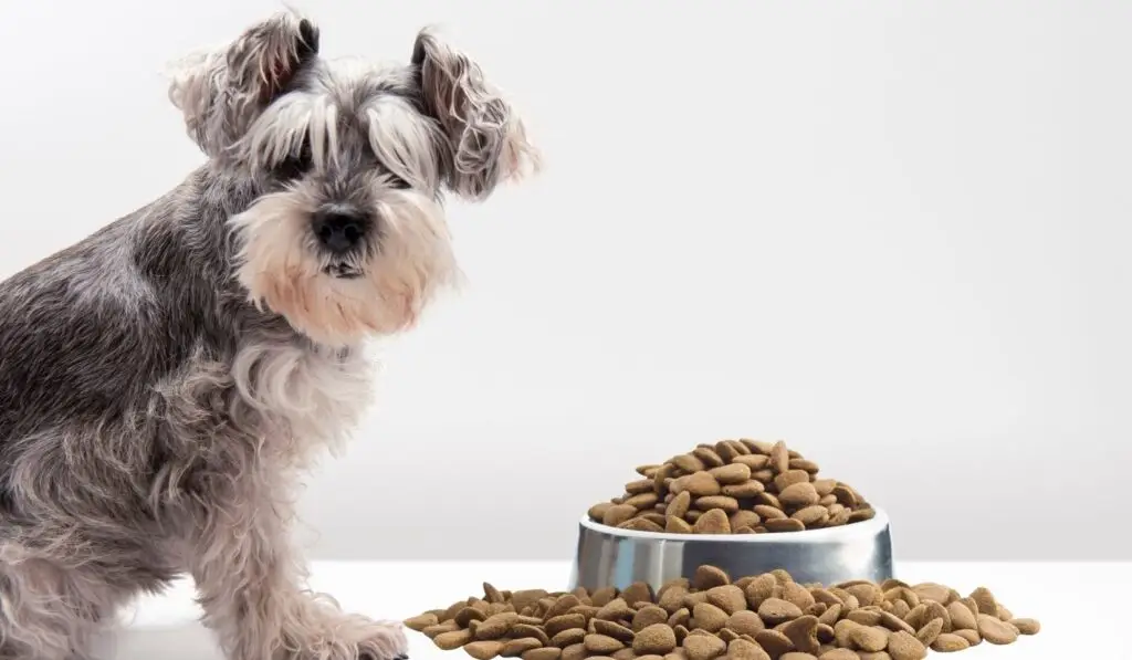 Salmonelle : rappel massif de croquettes pour chiens et chats, une vingtaine de références concernées