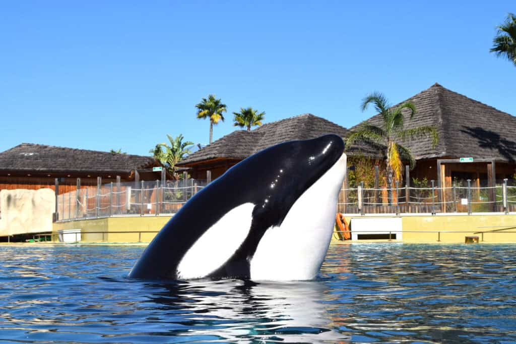 Animaux : le parc aquatique Marineland annonce sa fermeture définitive