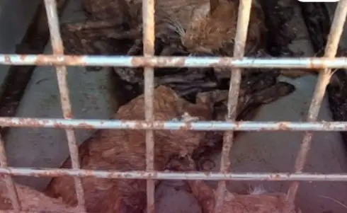 Gard : « cadavres de chats », « chiens entassés », un « sanctuaire de l’horreur » découvert