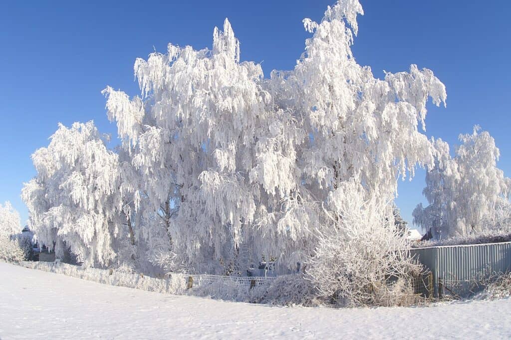 gelées météo