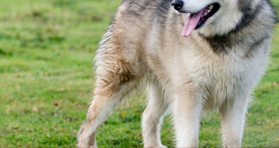 Animaux : 5 chiens euthanasiés après avoir tué un enfant