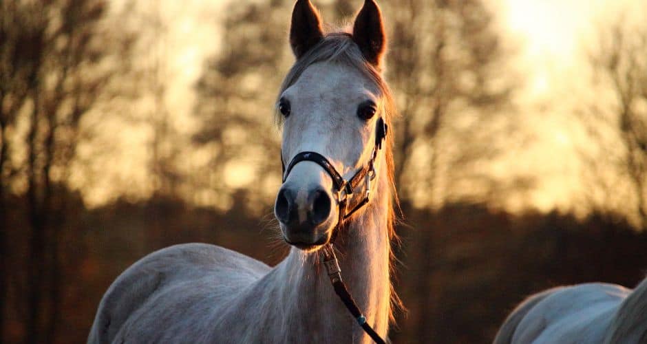 Hérault : One Voice porte plainte « au nom des animaux tués à Gigean »
