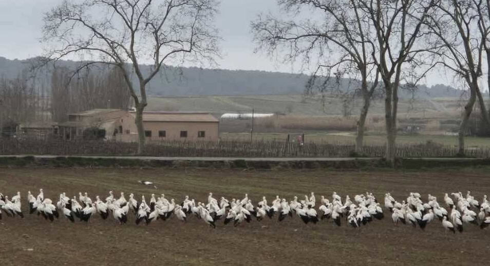 Hérault : les cigognes sont de passage du côté de Plaissan
