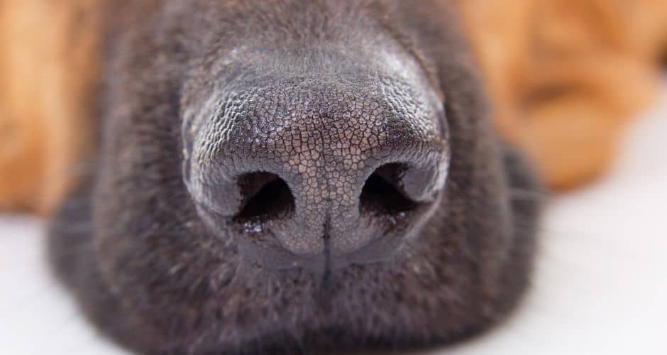 Occitanie : les races de chiens les plus populaires en 2024