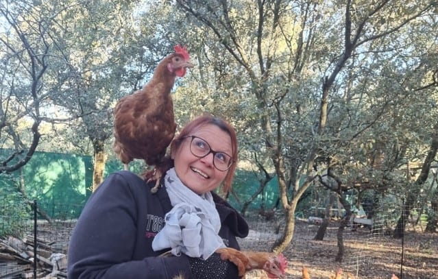 Gard : une association sauve les poules de l’abattoir pour les faire adopter