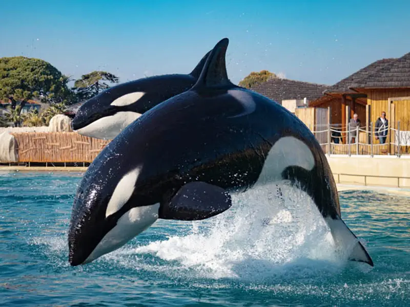 Marineland : One Voice se mobilise contre un possible transfert des orques vers les Canaries