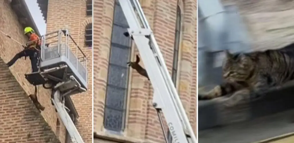 Tarn : coincé depuis 4 jours sur le toit d’une église, un chat finit par sauter dans le vide