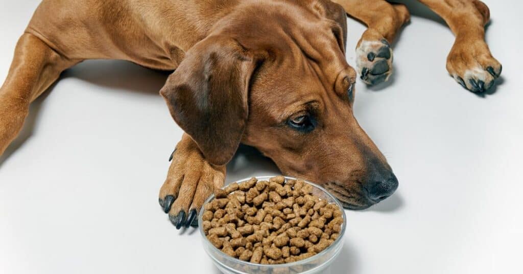 Conso : salmonelles dans des croquettes pour chiens et chats, un rappel massif effectué
