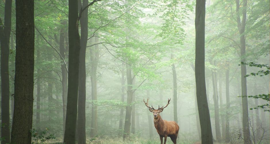 Animaux : des chasseurs abattent l’un des derniers grands cerfs de la forêt de Laigue